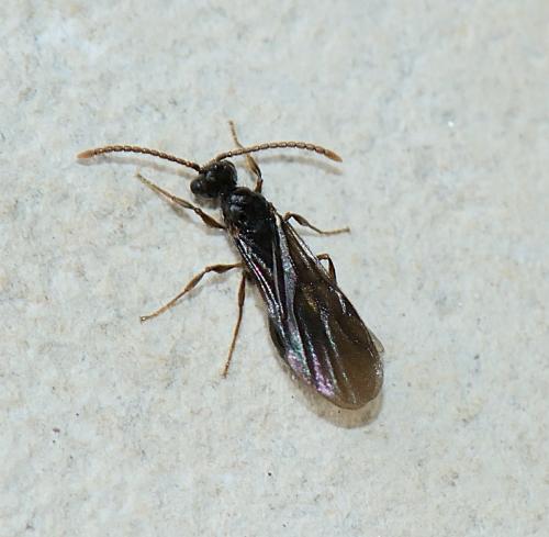 Myrmecina graminicola